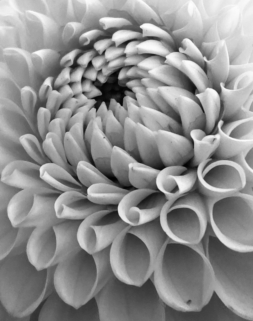 Etychia Kazouka macro photography